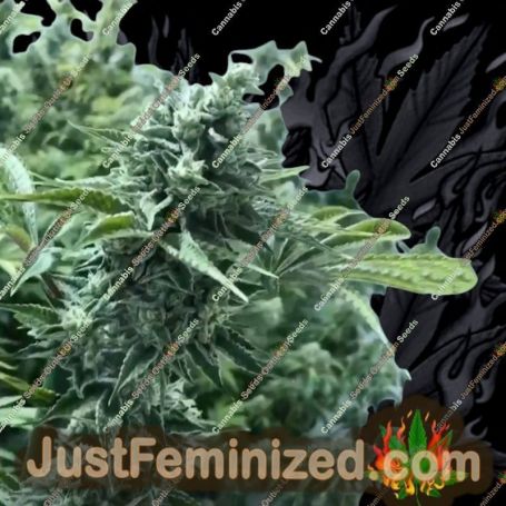 Lemon Miracle by Black Farm Genetix Cannabis Seeds For Sale at Just Feminized
