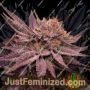 Lamponi by Black Farm Genetix Cannabis Seeds For Sale at Just Feminized
