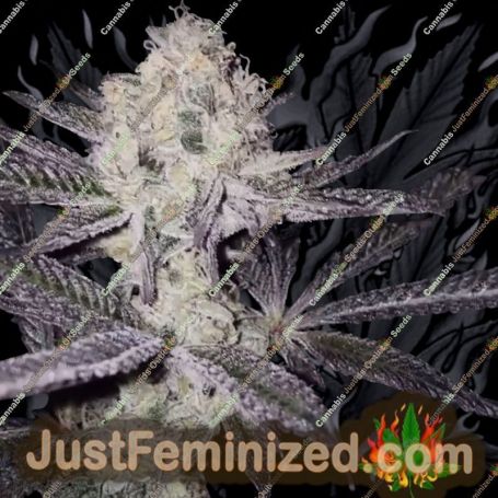 Sinaloa by Black Farm Genetix Cannabis Seeds For Sale at Just Feminized