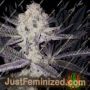 Sinaloa by Black Farm Genetix Cannabis Seeds For Sale at Just Feminized