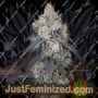Lemon Orange by Greenhouse Seeds Cannabis Seeds For Sale at Just Feminized