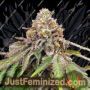 Blue Haze x Gelato 41 Auto by Greenhouse Seeds Cannabis Seeds For Sale at Just Feminized