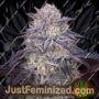 Kings Juice Auto by Heavyweight Seeds Cannabis Seeds For Sale at Just Feminized