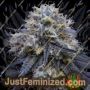 White Fire OG Kush by Big Head Seeds Cannabis Seeds For Sale at Just Feminized
