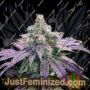 Trippy Pebbles by Big Head Seeds Cannabis Seeds For Sale at Just Feminized