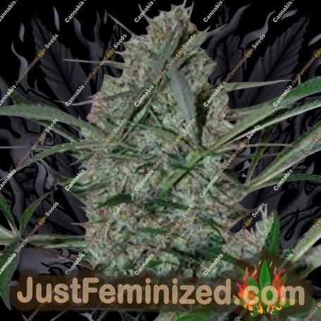 Speed Haze by Black Skull Seeds Cannabis Seeds For Sale at Just Feminized