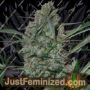 Speed Haze by Black Skull Seeds Cannabis Seeds For Sale at Just Feminized