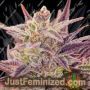 IMPERIUM X Auto by Anesia Seeds Cannabis Seeds For Sale at Just Feminized