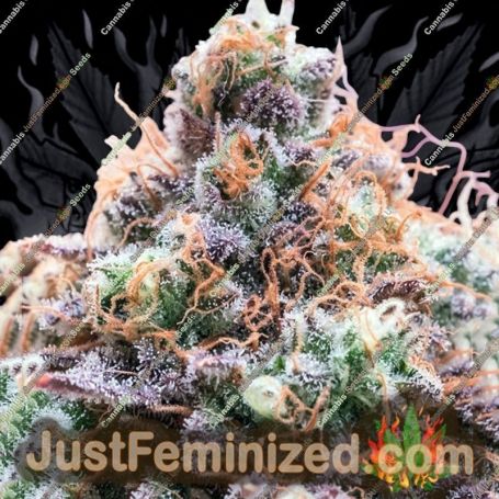 Future Island by Anesia Seeds Cannabis Seeds For Sale at Just Feminized