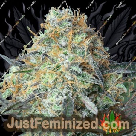 Rainbow Donut Auto by Anesia Seeds Cannabis Seeds For Sale at Just Feminized