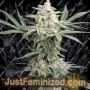 Shore Thing by Devils Harvest Cannabis Seeds For Sale at Just Feminized