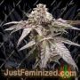 Strawberry Shoreline by Devils Harvest Cannabis Seeds For Sale at Just Feminized