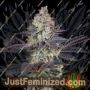Ztrawberry by Greenhouse Seeds Cannabis Seeds For Sale at Just Feminized