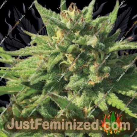 Bigfoot Glue by Humboldt Seed Co Cannabis Seeds For Sale at Just Feminized