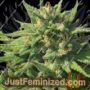 Bigfoot Glue by Humboldt Seed Co Cannabis Seeds For Sale at Just Feminized