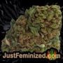 Bigfoot Glue by Humboldt Seed Co Buds Weed Ganja Skunk Pot Reefer Dope Herb Pics Images