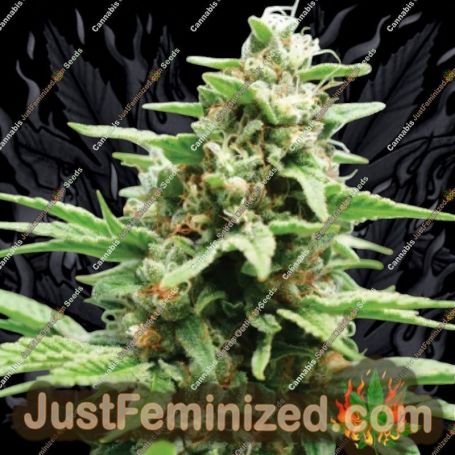 Apricot Papaya by Humboldt Seed Co Cannabis Seeds For Sale at Just Feminized