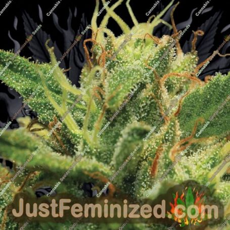 Sour Diesel by Humboldt Seed Co Cannabis Seeds For Sale at Just Feminized