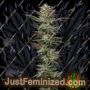 Nutter Budder by Humboldt Seed Co Cannabis Seeds For Sale at Just Feminized