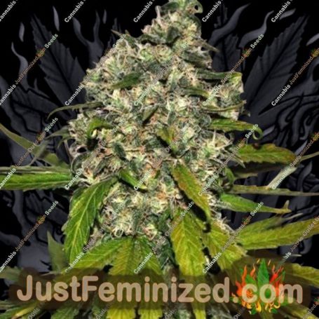 AK Auto by Blim Burn Seeds Cannabis Seeds For Sale at Just Feminized