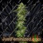 Collie Man Kush by Humboldt Seed Co Cannabis Seeds For Sale at Just Feminized