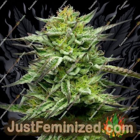 Mountaintop Mint by Humboldt Seed Co Cannabis Seeds For Sale at Just Feminized