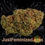 Mountaintop Mint by Humboldt Seed Co Buds Weed Ganja Skunk Pot Reefer Dope Herb Pics Images