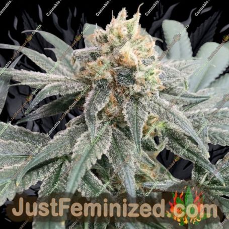 All Gas OG Auto by Humboldt Seed Co Cannabis Seeds For Sale at Just Feminized