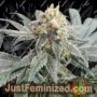 All Gas OG Auto by Humboldt Seed Co Cannabis Seeds For Sale at Just Feminized
