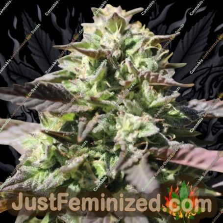 Chunkadelic Auto by Humboldt Seed Co Cannabis Seeds For Sale at Just Feminized