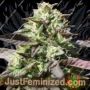 Chunkadelic Auto by Humboldt Seed Co Cannabis Seeds For Sale at Just Feminized
