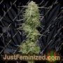 Pound Town Auto by Humboldt Seed Co Cannabis Seeds For Sale at Just Feminized