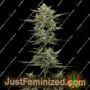 Vanilla Latte Auto by Humboldt Seed Co Cannabis Seeds For Sale at Just Feminized