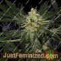 BCN Little Boy by Blim Burn Seeds Cannabis Seeds For Sale at Just Feminized