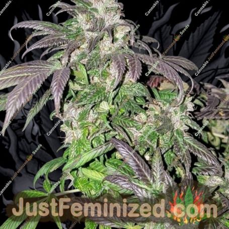 Hindu Kush by Afghan Selection Cannabis Seeds For Sale at Just Feminized