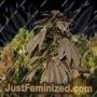 Khash by Afghan Selection Cannabis Seeds For Sale at Just Feminized