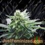 Panjsher by Afghan Selection Cannabis Seeds For Sale at Just Feminized
