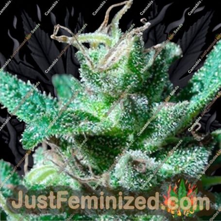 BCN Wildly White by Blim Burn Seeds Cannabis Seeds For Sale at Just Feminized