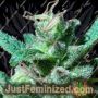 BCN Wildly White by Blim Burn Seeds Cannabis Seeds For Sale at Just Feminized