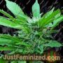 Yellow Snow by Archive Seedbank Cannabis Seeds For Sale at Just Feminized