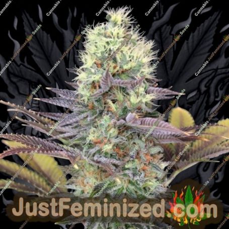 Blue Dream by Blim Burn Seeds Cannabis Seeds For Sale at Just Feminized