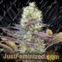 Blue Dream by Blim Burn Seeds Cannabis Seeds For Sale at Just Feminized