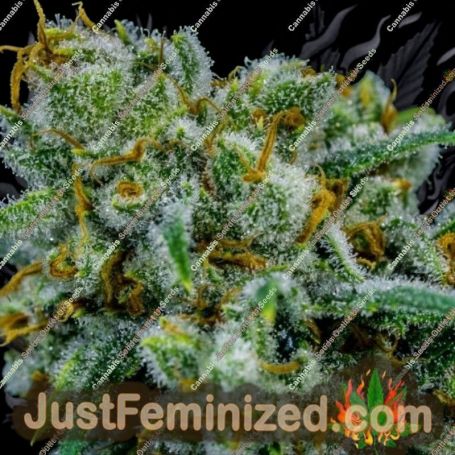 Apollo 11 by Brothers Grimm Cannabis Seeds For Sale at Just Feminized