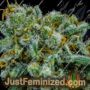 Apollo 11 by Brothers Grimm Cannabis Seeds For Sale at Just Feminized