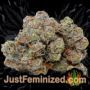 Apollo 11 by Brothers Grimm Buds Weed Ganja Skunk Pot Reefer Dope Herb Pics Images