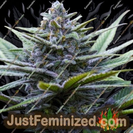 Crystal Blue by Brothers Grimm Cannabis Seeds For Sale at Just Feminized