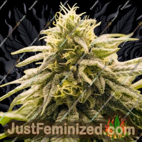 G13 Genius by Brothers Grimm Cannabis Seeds For Sale at Just Feminized