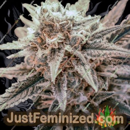Killer Queen by Brothers Grimm Cannabis Seeds For Sale at Just Feminized