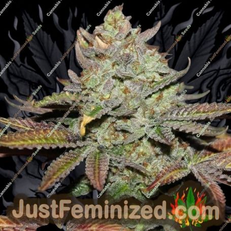 Back To Cookies by Cannarado Genetics Cannabis Seeds For Sale at Just Feminized