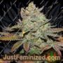 Back To Cookies by Cannarado Genetics Cannabis Seeds For Sale at Just Feminized